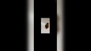 Piss n shit - video 2, ScatKings.com Scat Porn 6 ScatKings.com Scat Porn