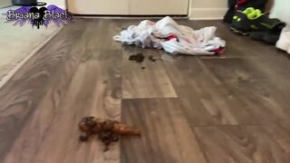 stinky fucking mess, ScatKings.com Scat Porn 7 ScatKings.com Scat Porn